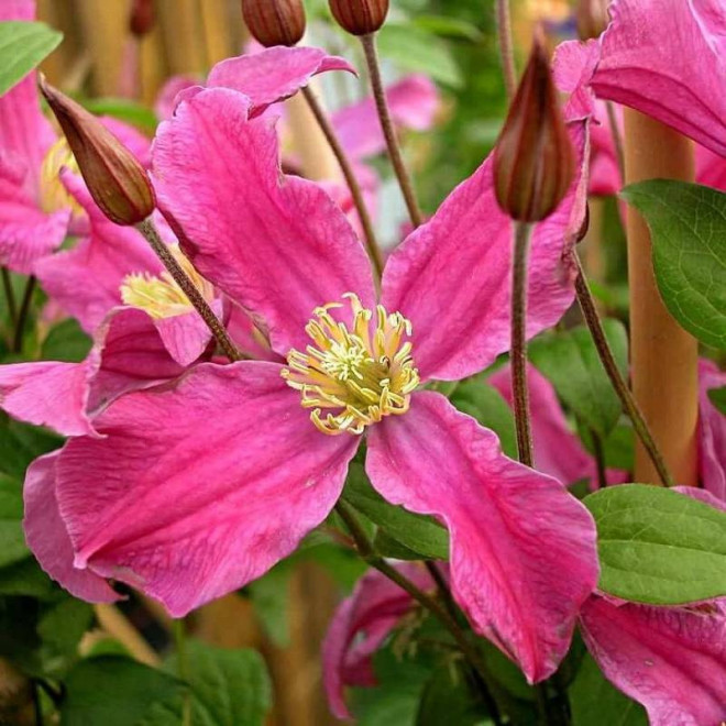 Powojnik Inspiration Zoin Clematis Inspiration