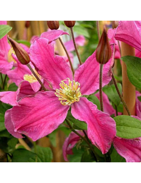 Powojnik Inspiration Zoin Clematis Inspiration