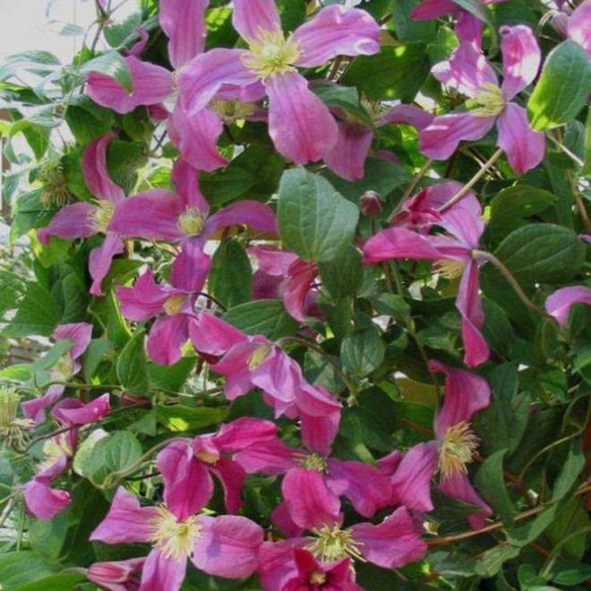 Powojnik Inspiration Inspiration Zoin Clematis