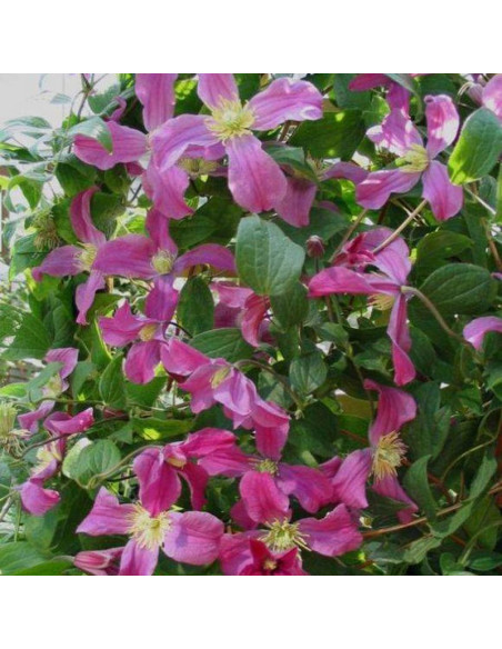Powojnik Inspiration Inspiration Zoin Clematis