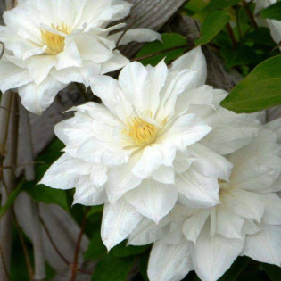 Powojnik Isago Clematis
