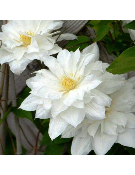 Powojnik Isago Clematis