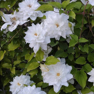 Powojnik Isago Clematis 2