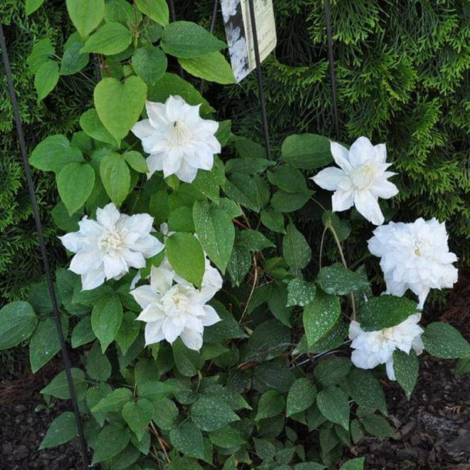 Powojnik Isago Clematis  - Szkółka Florela