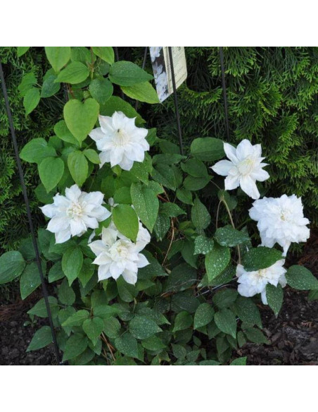 Powojnik Isago Clematis  - Szkółka Florela