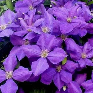 Powojnik Jackmanii Clematis