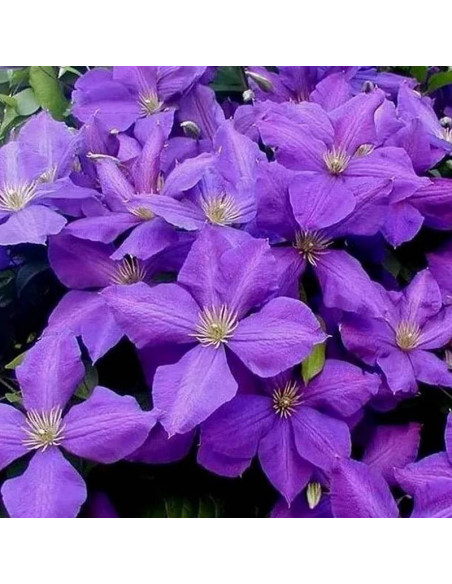 Powojnik Jackmanii Clematis