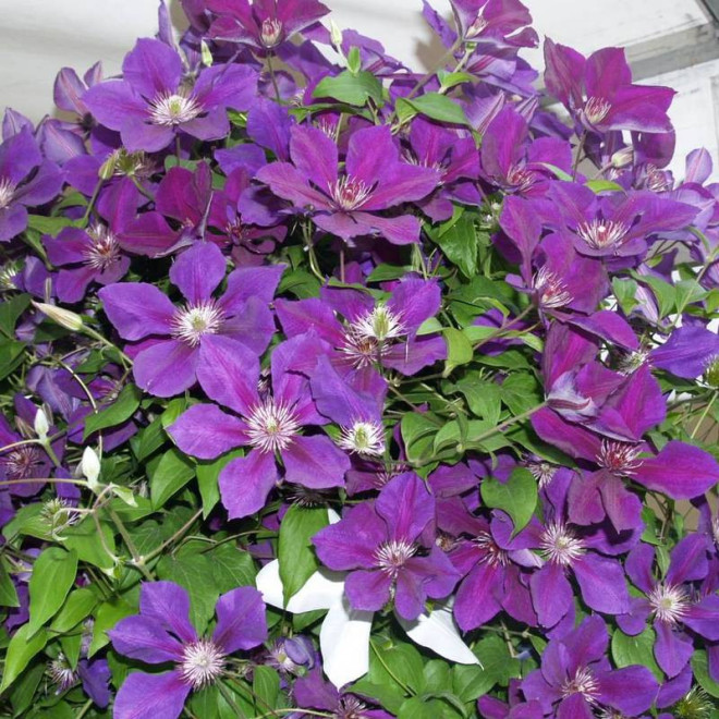 Jackmanii Clematis Powojnik