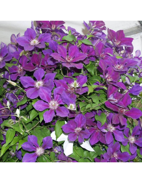 Jackmanii Clematis Powojnik