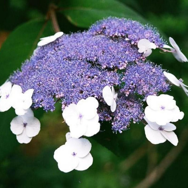 Hortensja kosmata Macrophylla Hydrangea aspera