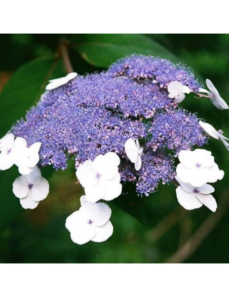 Hortensja kosmata Macrophylla Hydrangea aspera