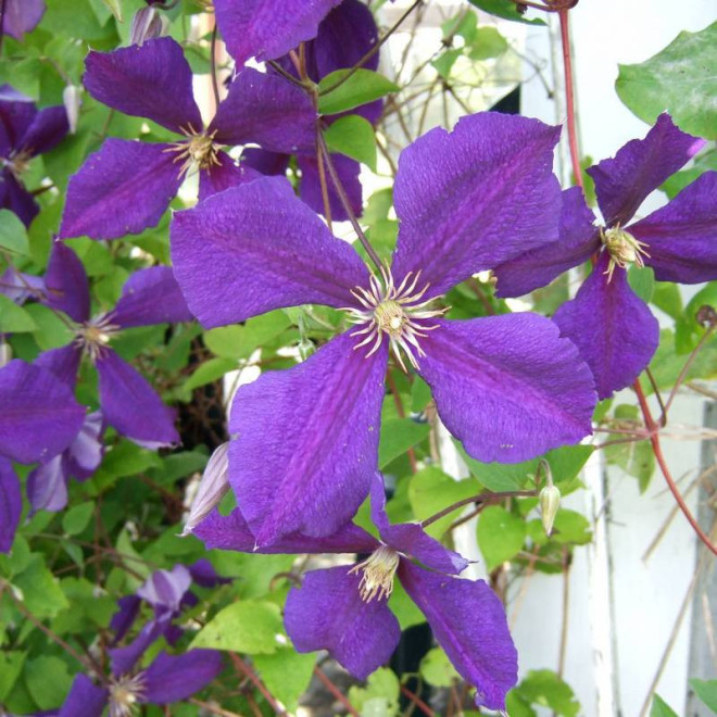 Powojnik Jackmanii Clematis  - Szkółka Florela