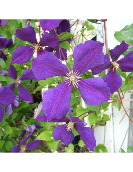 Powojnik Jackmanii Clematis  - Szkółka Florela