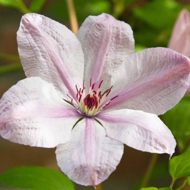 Powojnik Jan Paweł II Clematis