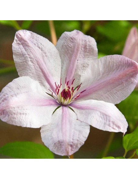 Powojnik Jan Paweł II Clematis