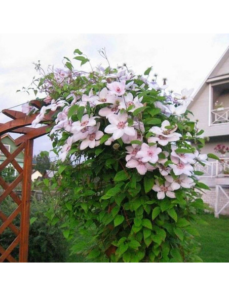 Powojnik Clematis Jan Paweł II