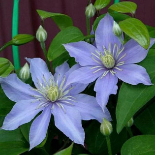 Powojnik Justa Clematis