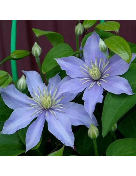 Powojnik Justa Clematis