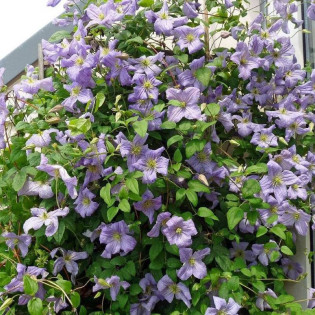 Powojnik Justa Clematis 2