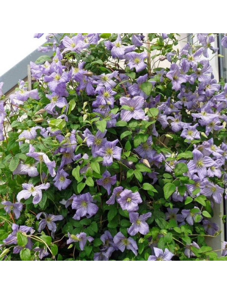 Justa Clematis Powojnik