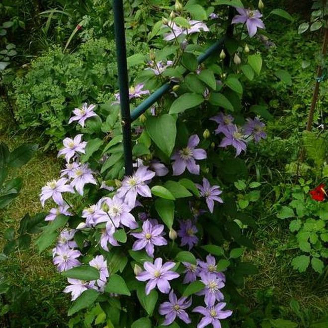 Powojnik Clematis Justa