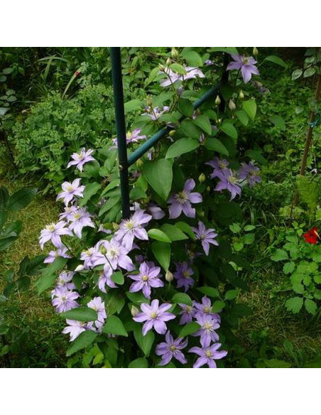Powojnik Clematis Justa