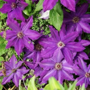 Kacper Clematis Powojnik 2