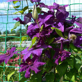 Kacper Clematis Powojnik