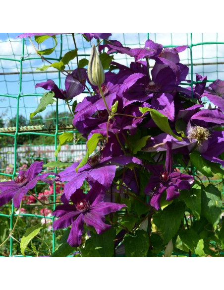 Kacper Clematis Powojnik