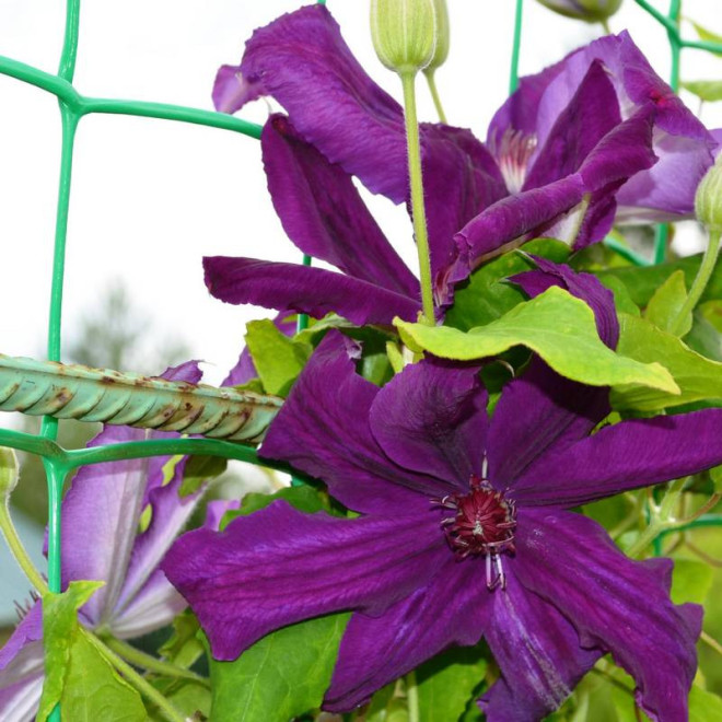 Powojnik Clematis Kacper