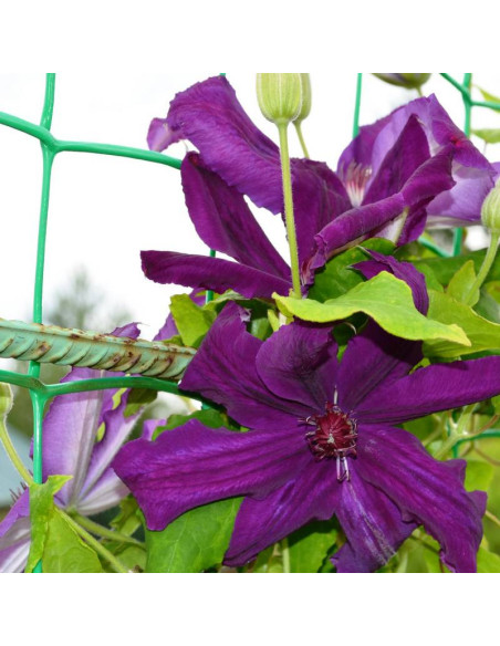 Powojnik Clematis Kacper