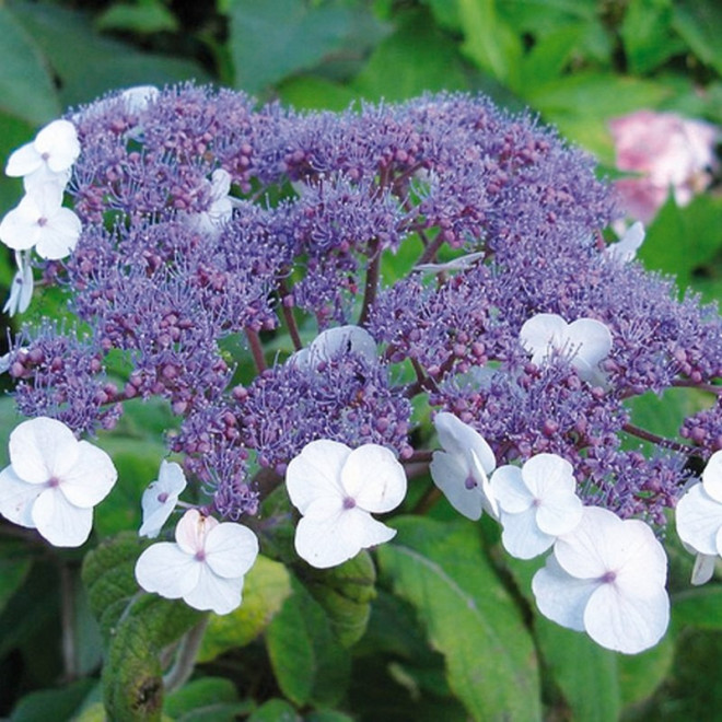 Macrophylla Hortensja kosmata Hydrangea aspera