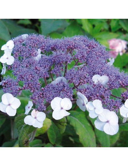 Macrophylla Hortensja kosmata Hydrangea aspera
