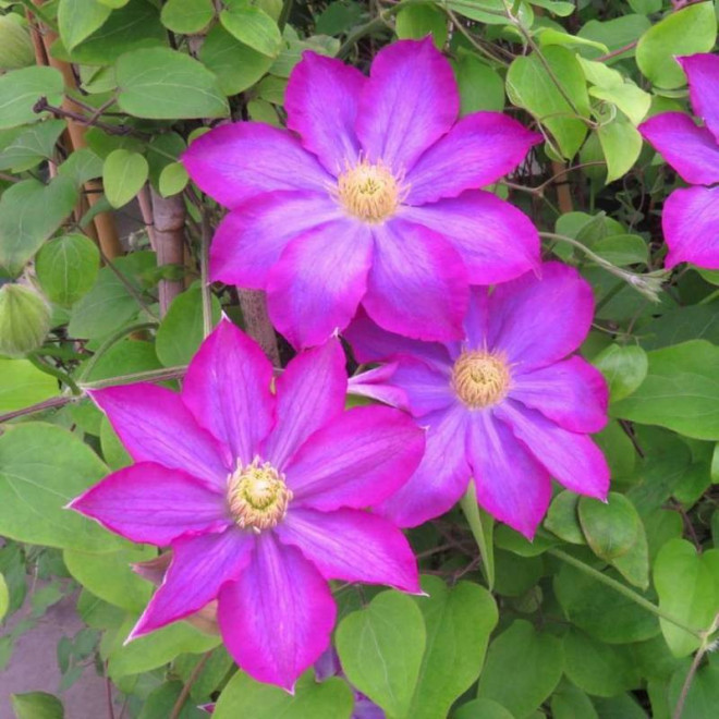 Powojnik Kakio Pink Champagne Clematis