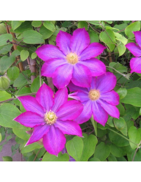 Powojnik Kakio Pink Champagne Clematis