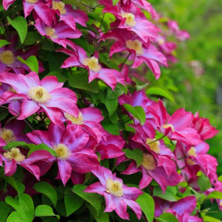 Kakio Pink Champagne Clematis Powojnik
