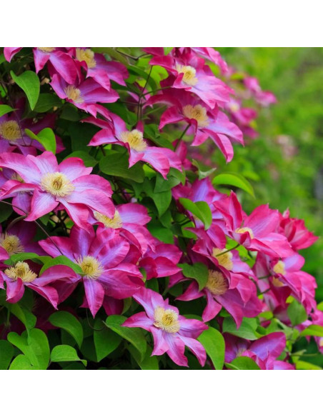 Kakio Pink Champagne Clematis Powojnik