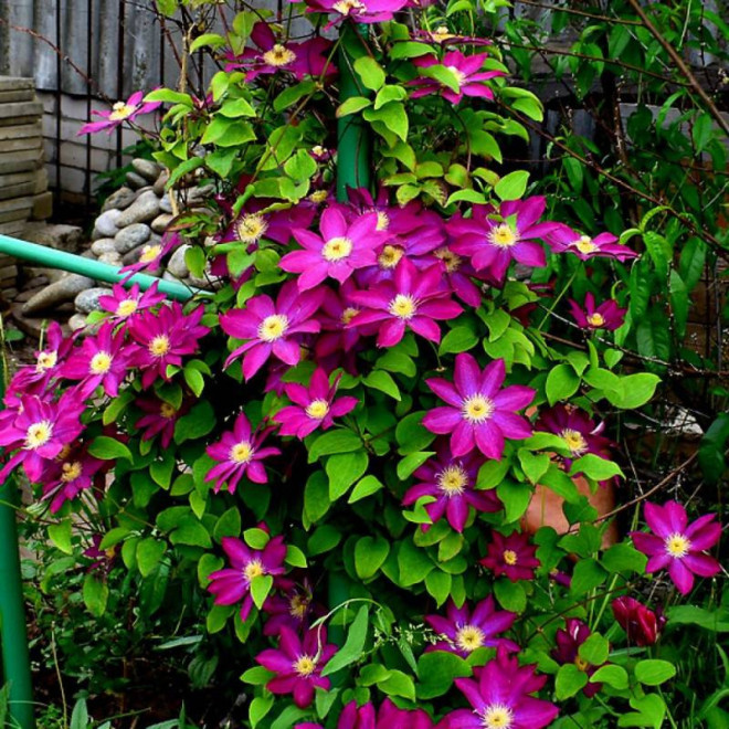 Powojnik Clematis Kakio Pink Champagne