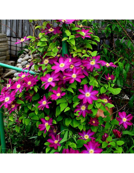 Powojnik Clematis Kakio Pink Champagne