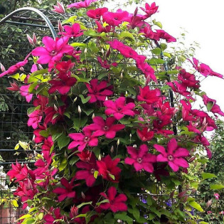 Powojnik Kardynał Wyszyński Clematis 2