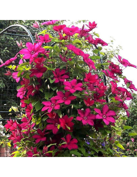 Kardynał Wyszyński Clematis Powojnik