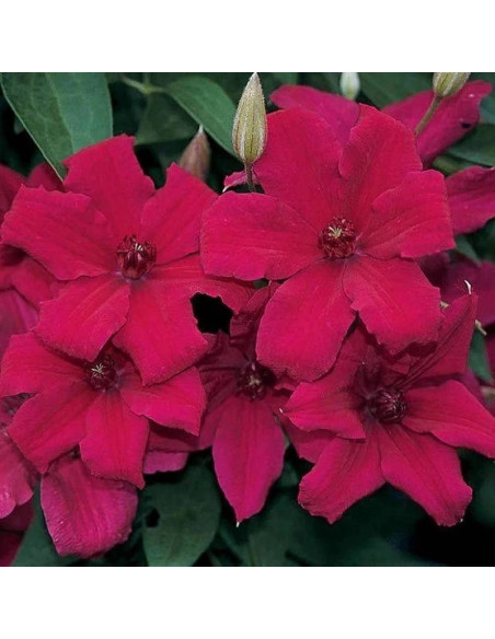 Powojnik Clematis Kardynał Wyszyński