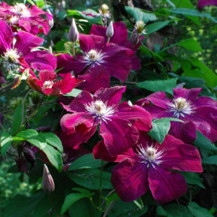Powojnik Kardynał Wyszyński Clematis