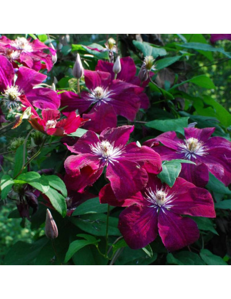 Powojnik Kardynał Wyszyński Clematis