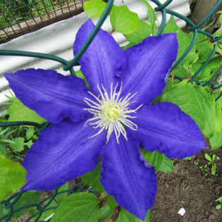 Powojnik Lasurstern Clematis