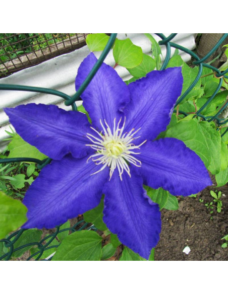 Powojnik Lasurstern Clematis