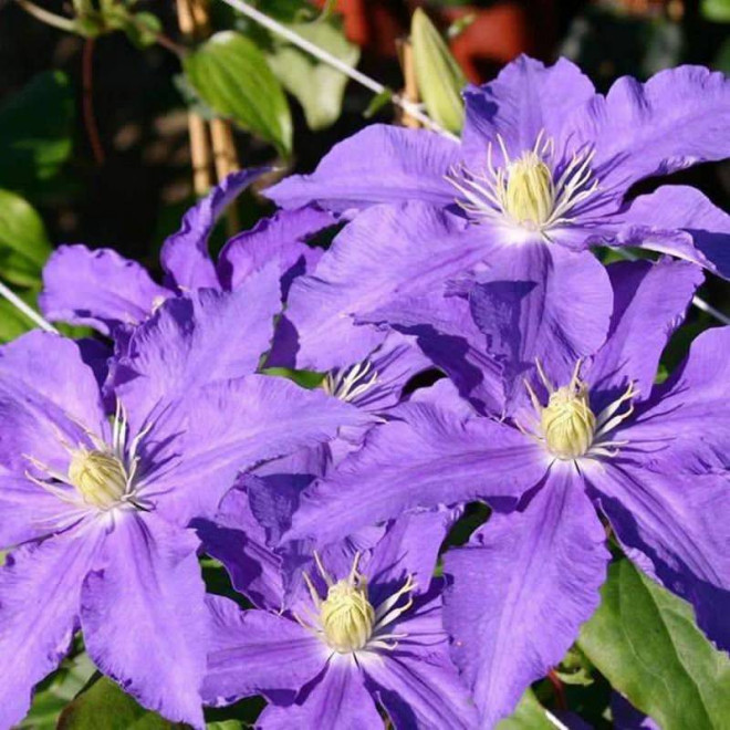 Lasurstern Clematis Powojnik