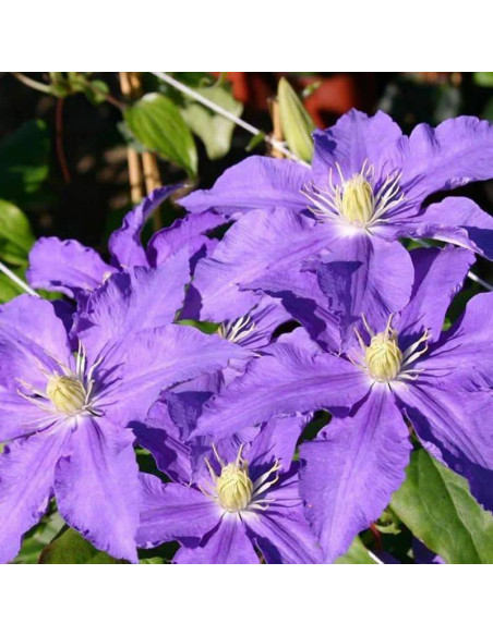 Lasurstern Clematis Powojnik