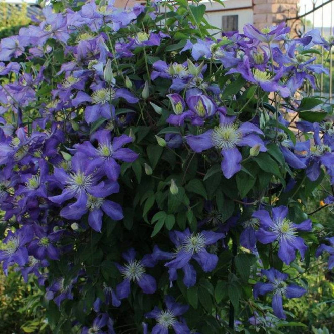 Powojnik Clematis Lasurstern