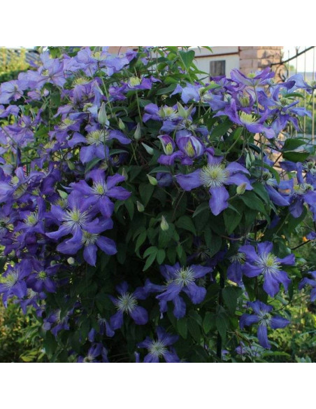 Powojnik Clematis Lasurstern